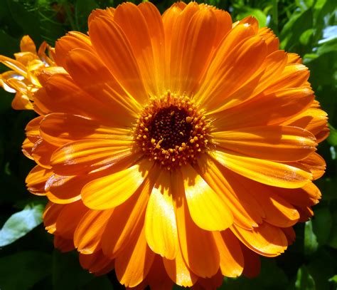 orange flowers images