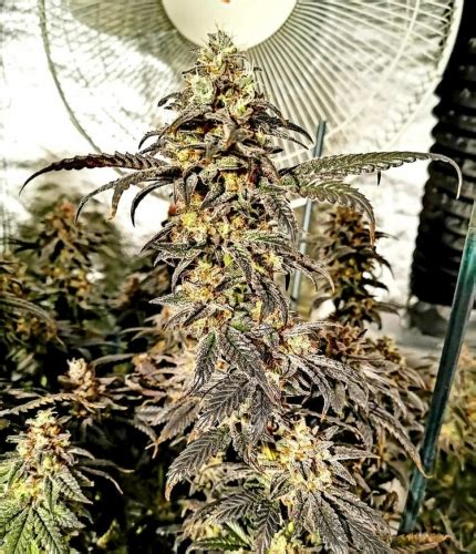 Orange Jelly Sunset Strain