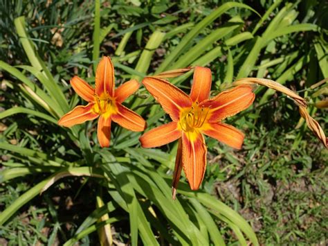orange lily type flower