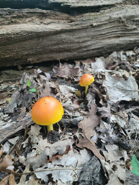 orange mushrooms in woods
