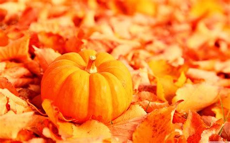 Orange Pumpkin Background
