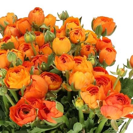 Orange Ranunculus Cost