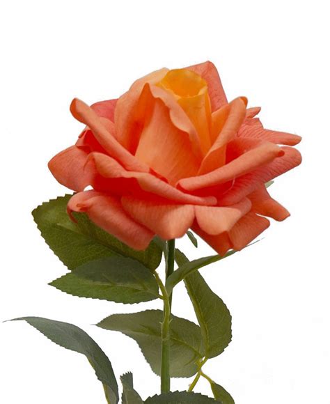 Orange Rose Description