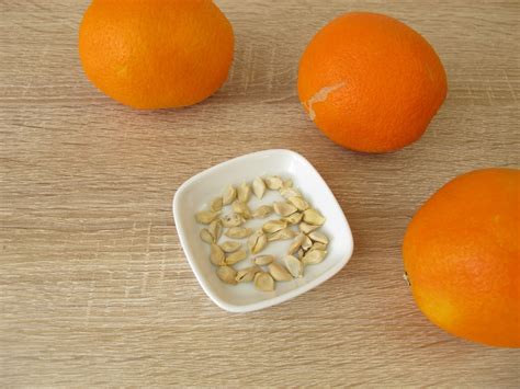 orange seeds for planting
