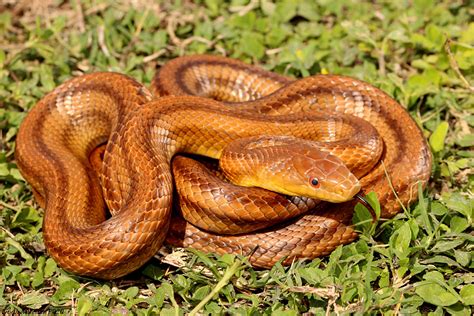 orange snakes native to florida