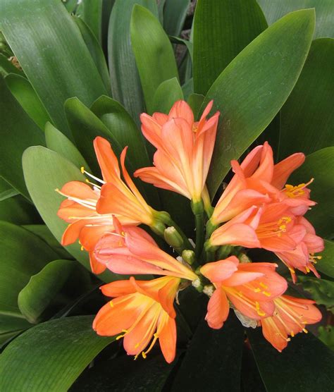 orange tropical flowering plants