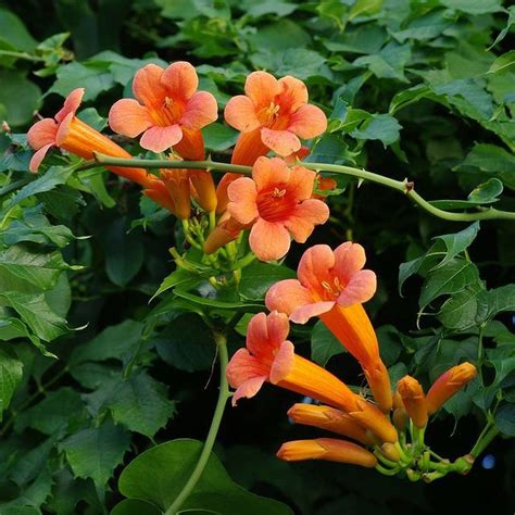 orange trumpet vine plant