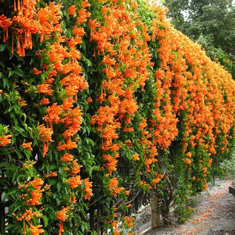 orange trumpet vine poisonous