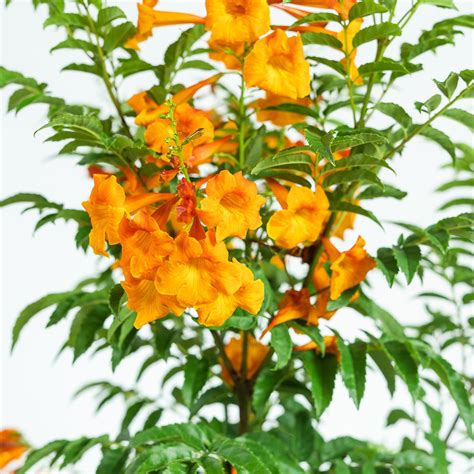 orange trumpet vines for sale near me online