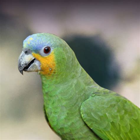 Orange Winged Amazon Parrot Size