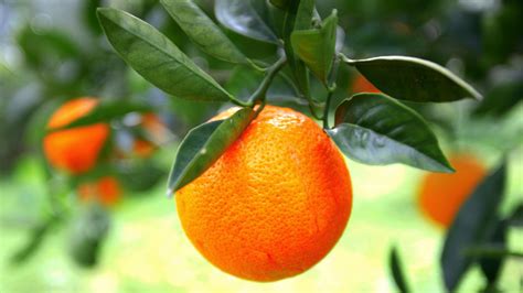 Oranges Are Native To