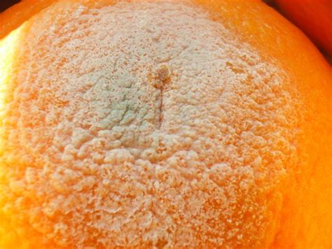 Oranges White Mold