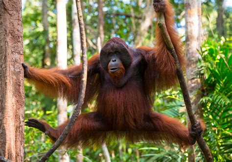 orangutan height weight