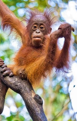 orangutan holidays in borneo