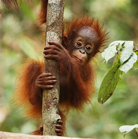 orangutan on a tree