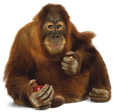 orangutan opening
