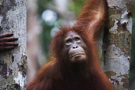 orangutan po polsku