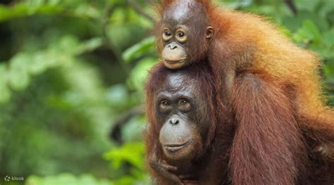 orangutan rehabilitation centers