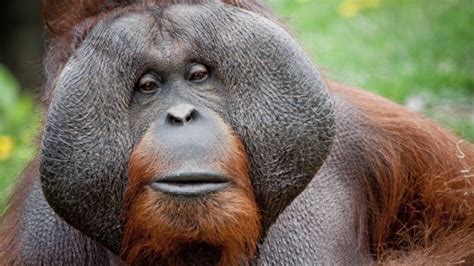 orangutan sibu dies