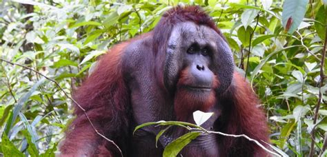 orangutan social interaction