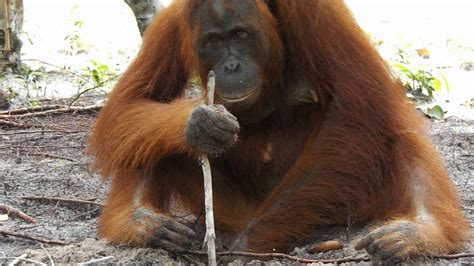 orangutan tool use