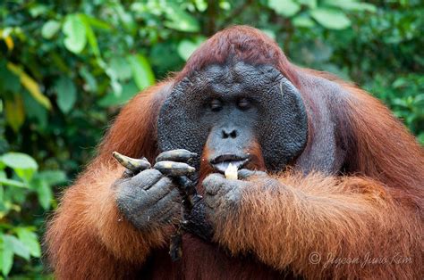 orangutans eat meat