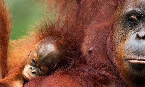 orangutans role in the ecosystem