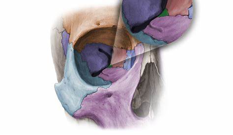 Orbital Process Of Palatine Bone 5 The Floor In (a) Frontal View Demonstrating The