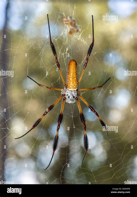 Orbweaver Spider Florida