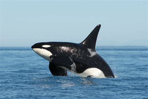 orca and killer whale
