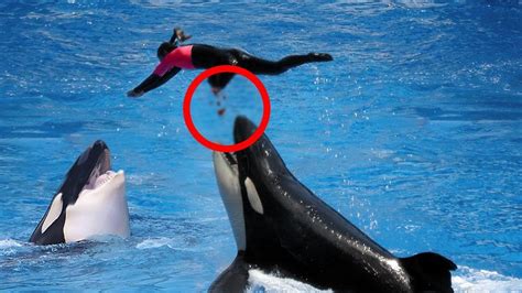 orca attacks human in wild