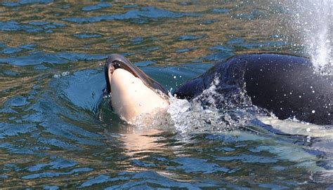 orca carries dead calf