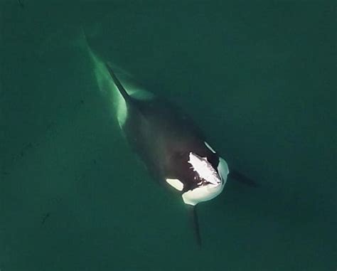 orca dead salmon on head