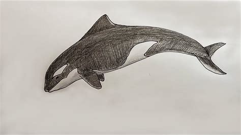 Orca Drawing Tutorial