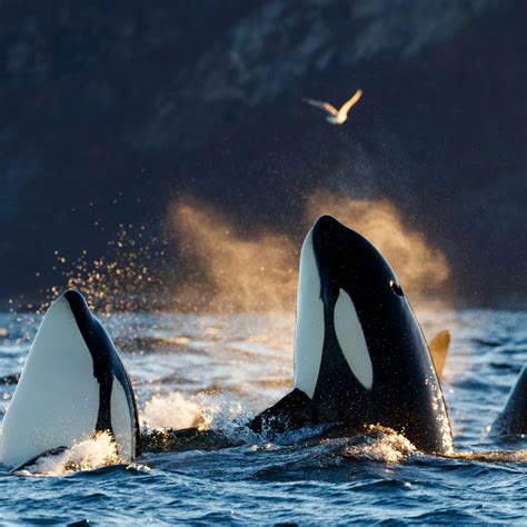 Unveil Mesmerizing Orca Pictures:Witness Nature's Majesty