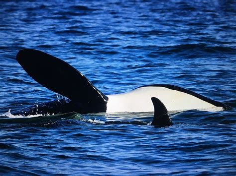 orca population in puget sound