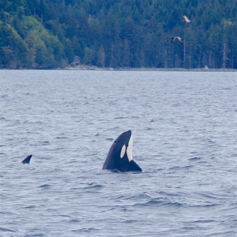 orca spotting