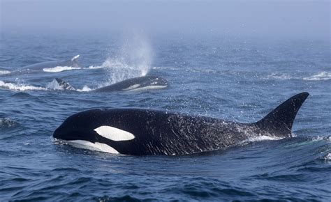 orca vs humpback whales curiosity stream