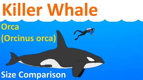 orca weight in kg