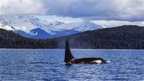orca whale alaska usa