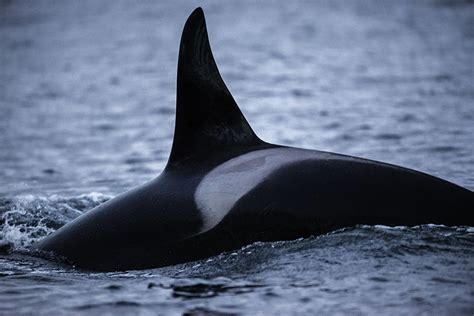orca whale dorsal fin