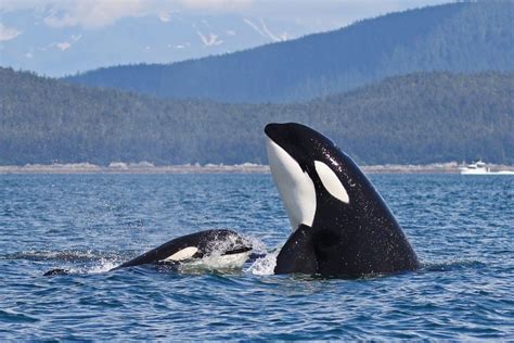 orca whale juneau alaska
