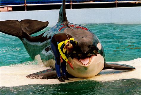 orca whale kills human in captivity