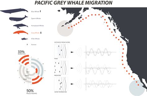 orca whale migration map
