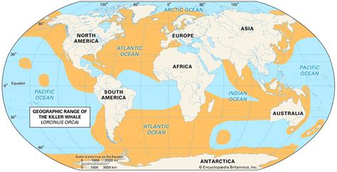 orca whale range map