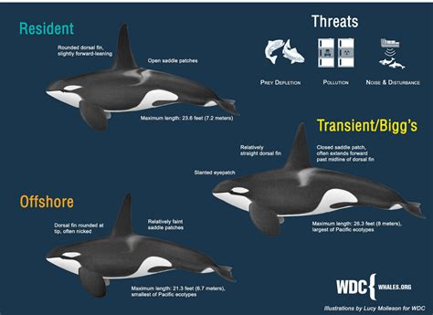 orca whale size and weight