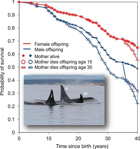 orca whale weight distribution