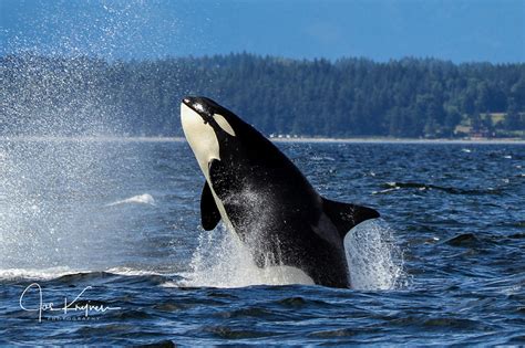 orca whales dangerous