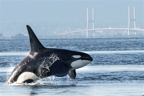 orca whales endangered