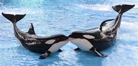 orca whales in captivity facts